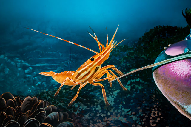 Sealife Mural, A beautiful prawn