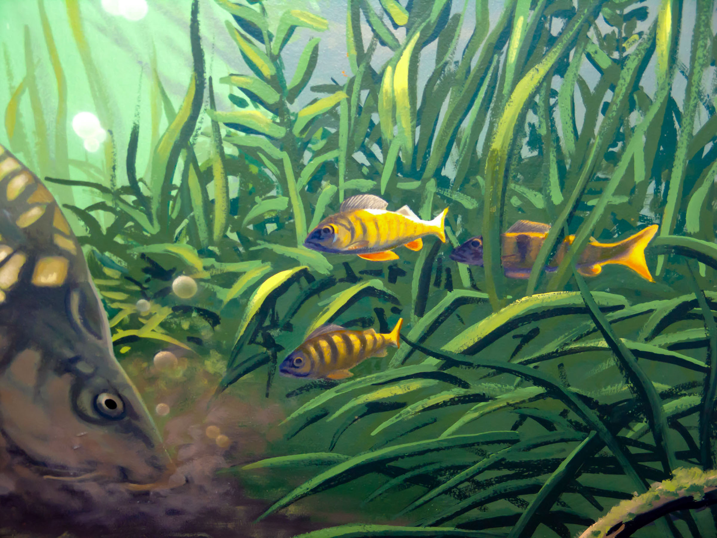 Fish Mural Image