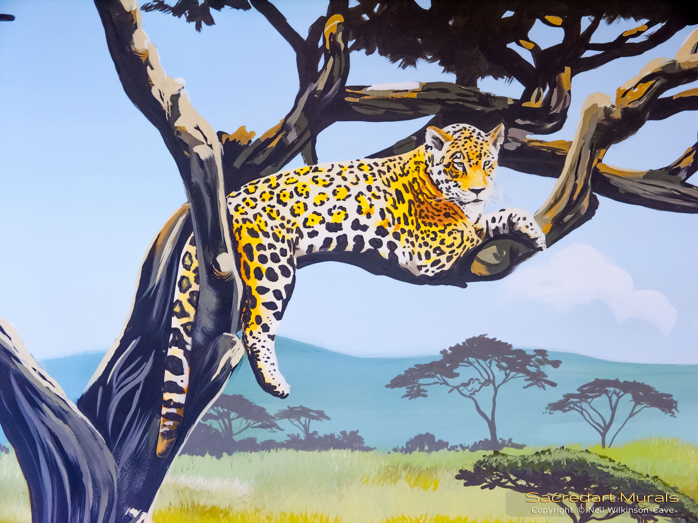 jaguar in acacia tree